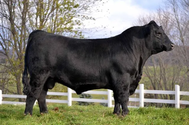 Angus Bull | Ferme Gagnon Inc.