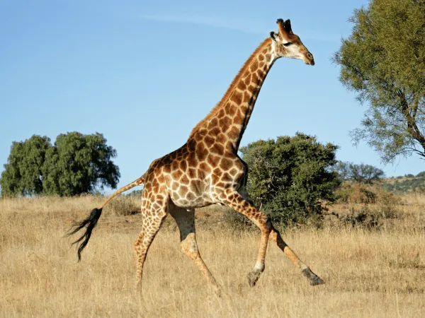 Aniamles, Jirafa