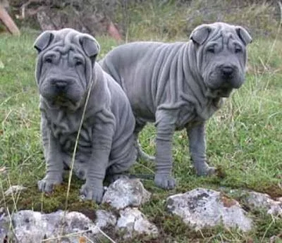 Anima-Blog: ¿Por qué están arrugados los perros Shar-Pei?