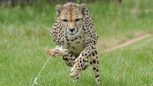 Anima-Blog: ¿Por qué el guepardo es el animal más rápido? Anima-Blog: ¿Por qué el guepardo es el animal más rápido?