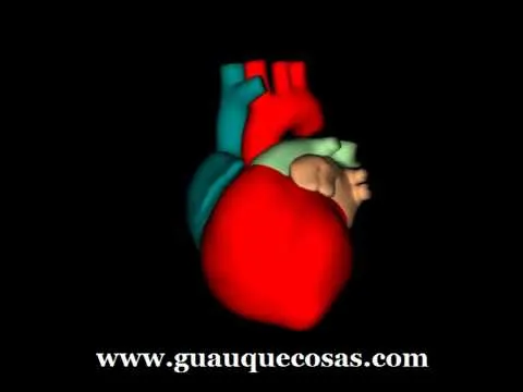 Animacion en 3D de un corazon humano 3D animation of a human heart ... Animacion en 3D de un corazon humano 3D animation of a human heart ...
