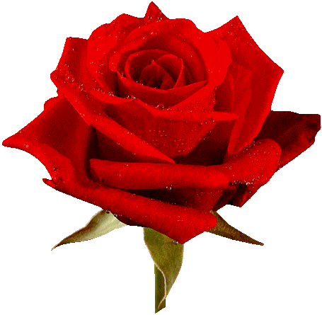 rosas-rojas-animadas.gif