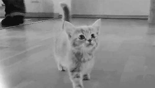 gif tiernos | Tumblr