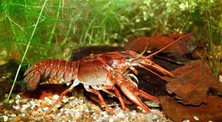 Animais Invertebrados - Brasil Escola