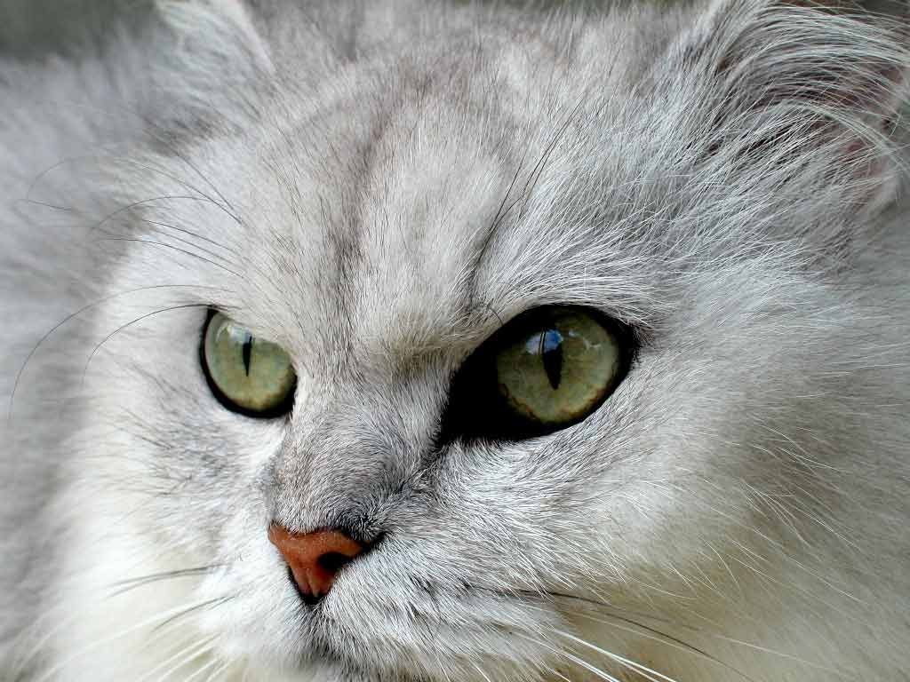 Animais > Gatos > Persa > Gato persa