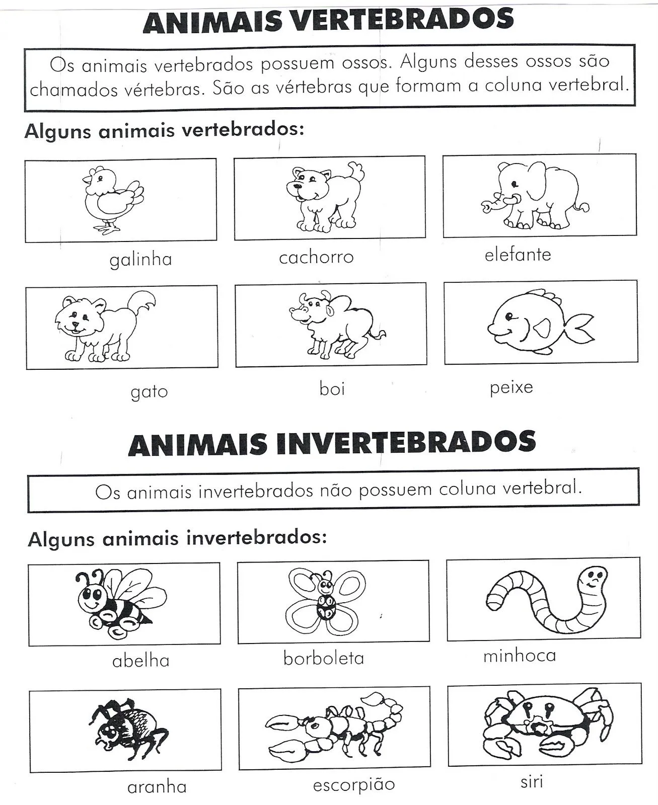 ANIMAIS INVERTEBRADOS PARA COLORIR - Imagui ANIMAIS INVERTEBRADOS PARA COLORIR - Imagui
