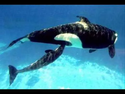 ANIMAIS MAMÍFEROS - YouTube