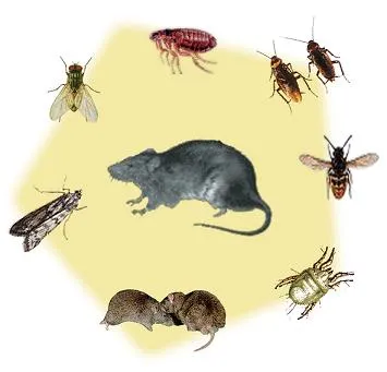 ANIMAIS ÚTEIS E NOCIVOS EXERCÍCIOS ATIVIDADES DESENHOS COLORIR ... ANIMAIS ÚTEIS E NOCIVOS EXERCÍCIOS ATIVIDADES DESENHOS COLORIR ...