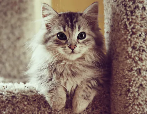 animais weheartit gatos tumblr de fotos fotos para tumblr imagens ... animais weheartit gatos tumblr de fotos fotos para tumblr imagens ...