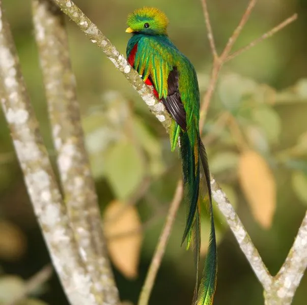 Cual es el animal mas bello del planeta ? - Foro de Mascotas Cual es el animal mas bello del planeta ? - Foro de Mascotas