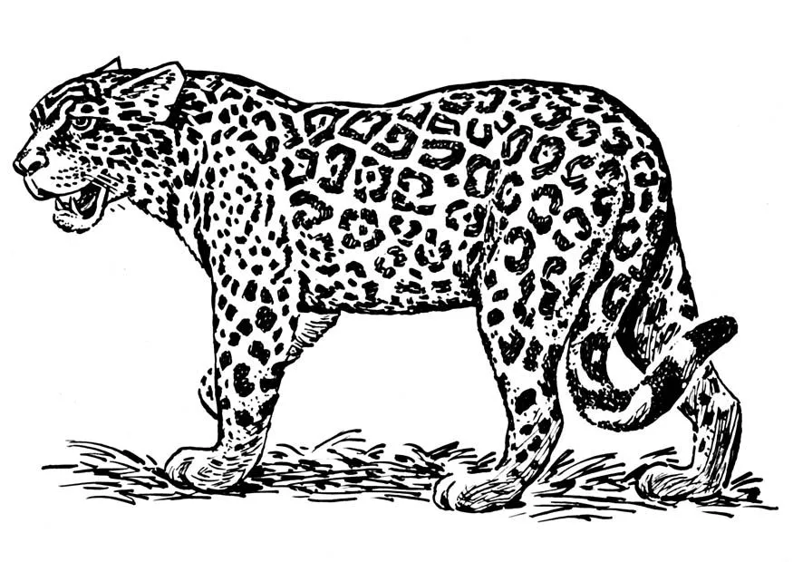 Animal dibujo - Imagui