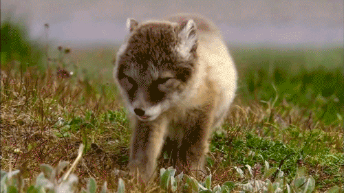 ANIMAL GIFS