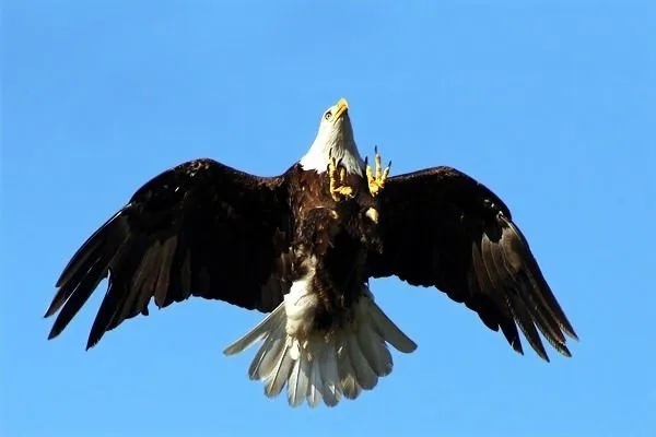 Con que animal te identificas? | Proyecto-Yautja Forum Con que animal te identificas? | Proyecto-Yautja Forum