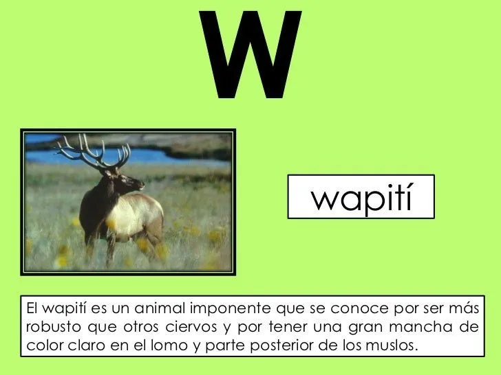 Animal por la w - Imagui
