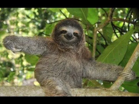 EL ANIMAL MAS LENTO DEL MUNDO. EL oso perezoso - YouTube EL ANIMAL MAS LENTO DEL MUNDO. EL oso perezoso - YouTube