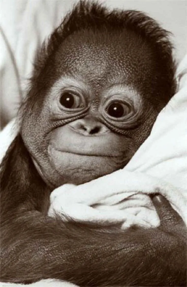 Animal Photo National Geographic | monos graciosos | Pinterest Animal Photo National Geographic | monos graciosos | Pinterest