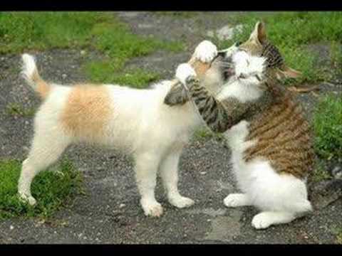 Animal planet Gracioso - YouTube