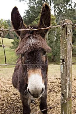 Animal Político: Pastor de asnos