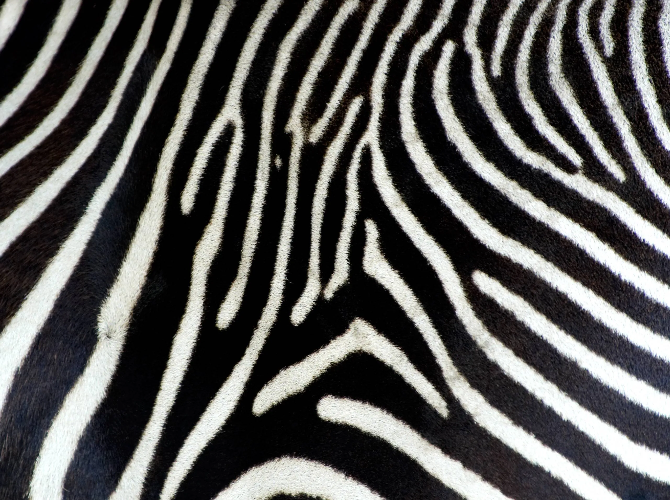 Animal Print Desktop Backgrounds - Wallpaper Cave Animal Print Desktop Backgrounds - Wallpaper Cave