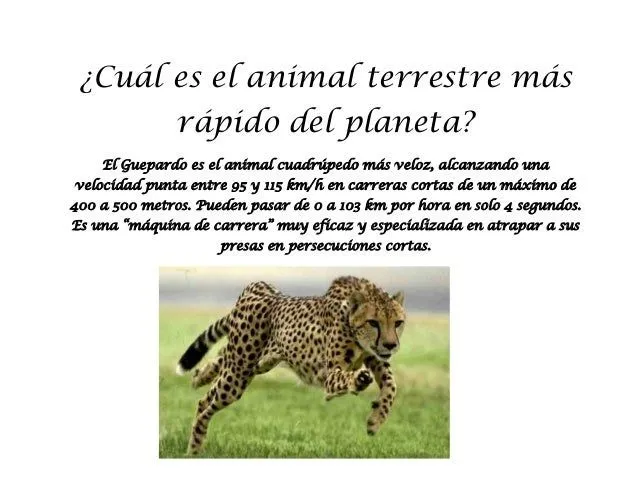 Cuál es el animal terrestre más rápido del planeta Cuál es el animal terrestre más rápido del planeta