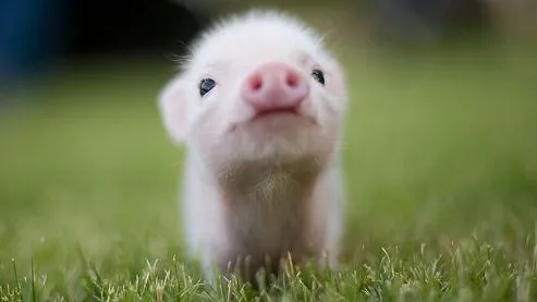 animal tierno | Tumblr
