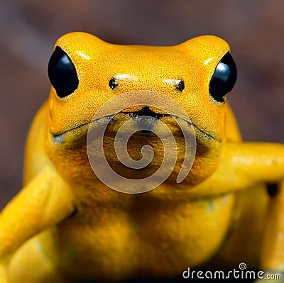  Animal venenoso del veneno de la rana amarilla del dardo