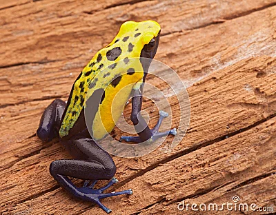  Animal venenoso del veneno de la rana amarilla del dardo.