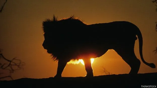 El animal que fue víctima de su propio poder - BBC Mundo