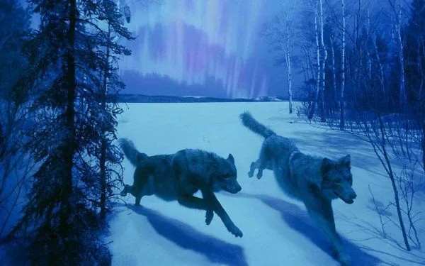 Animal - Wolf Wallpapers And Backgrounds