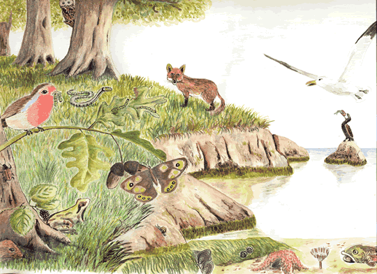 animal2.gif