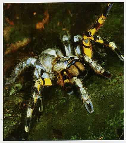 animalandia: FOTOS ANIMALES EXÓTICOS