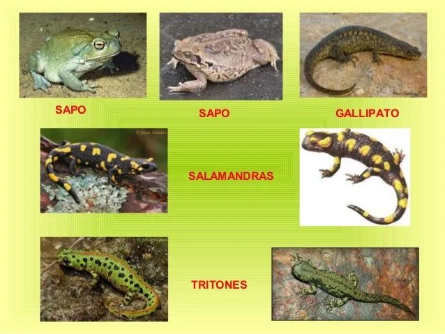 animales-18-638.jpg?cb=1364738800