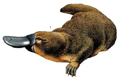 animales