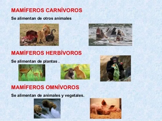 Animales