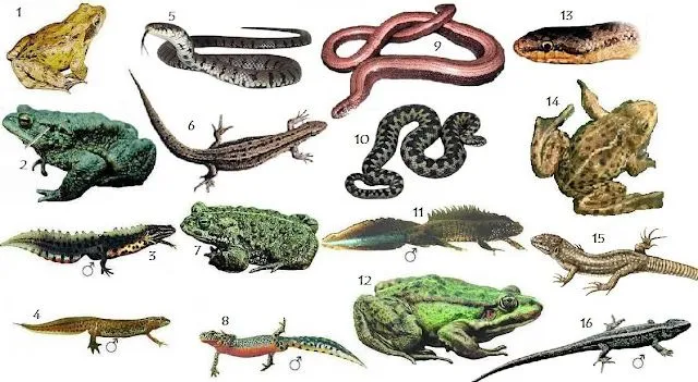 LOS ANIMALES: Clasificación (según la estructura)