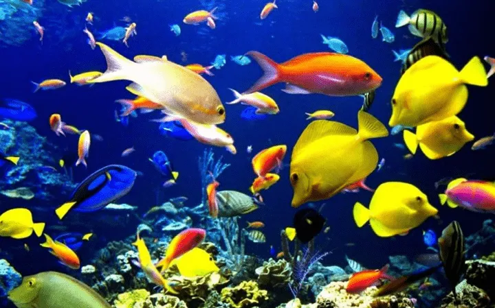 los animales acuaticos