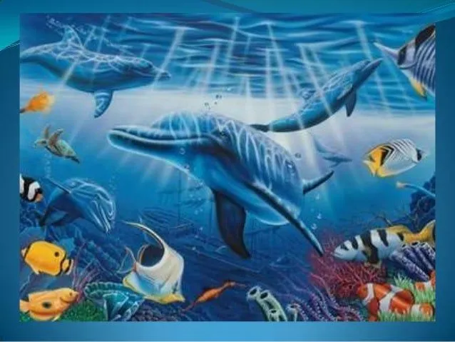 animales-acuaticos- ...