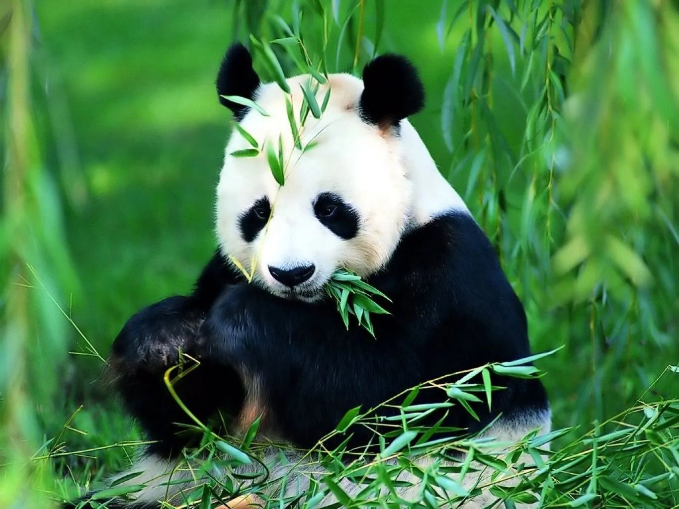 Los animales acuáticos y herbívoros . – nadia4c2015