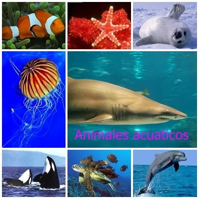 5 animales acuaticos - Imagui