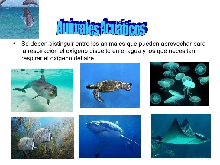 Animales acuáticos, terrestres y aereos male y caty Animales acuáticos, terrestres y aereos male y caty
