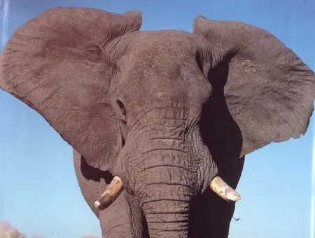 animales acuaticos y terrestres: ESTAS SON IMAGENES DE ANIMALES ...