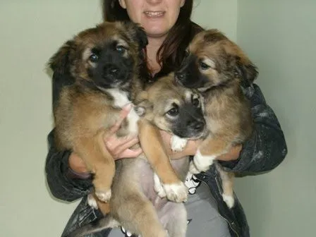 animales en adopcion