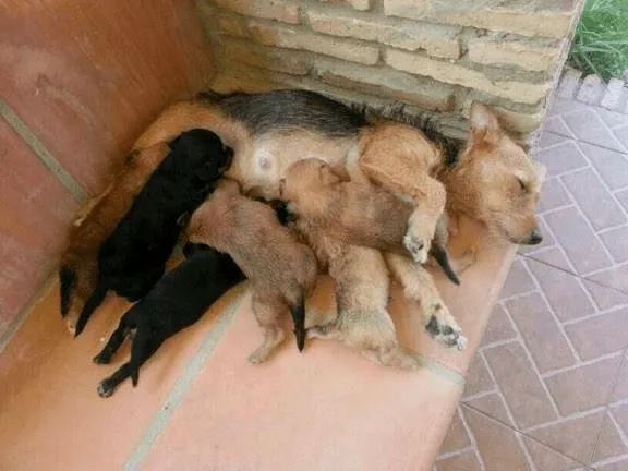 animales en adopcion: agosto 2013