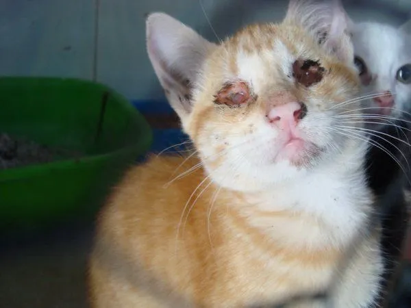 Animales en adopcion: Gatito sin ojitos en la perrera!!! Peligro ... Animales en adopcion: Gatito sin ojitos en la perrera!!! Peligro ...