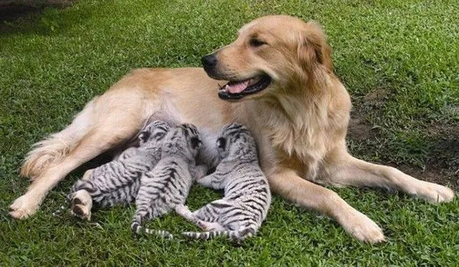 Animales que adoptan a animales de otras especies Animales que adoptan a animales de otras especies
