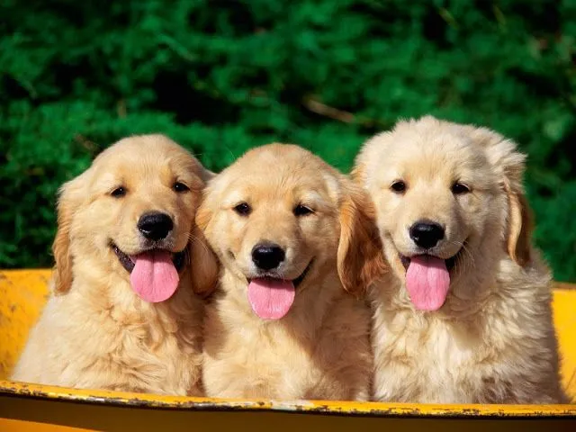 los animales mas adorables: los peritos mas adorables
