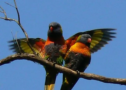 Imagenes de animales aereos - Imagui