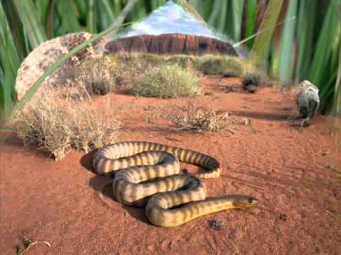 Animales Aeréos - Terrestres - Acuáticos. - YouTube Animales Aeréos - Terrestres - Acuáticos. - YouTube