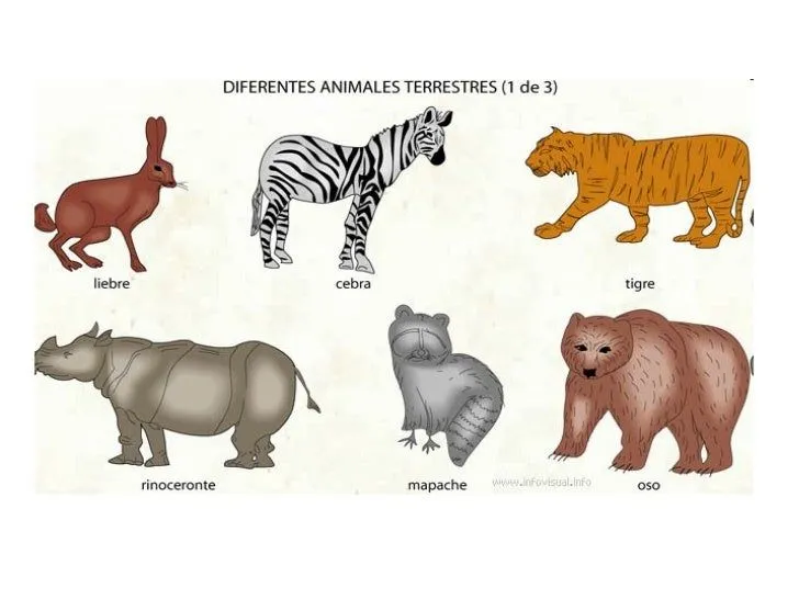 Los animales aldana morelli