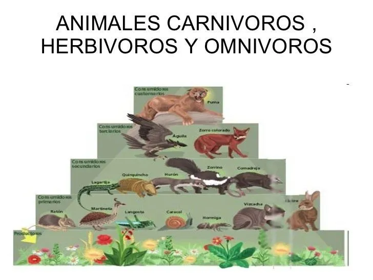 Los animales aldana morelli